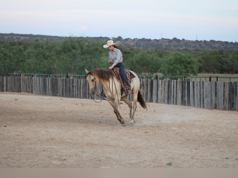 American Paint Horse Castrone 4 Anni Champagne in Killeen