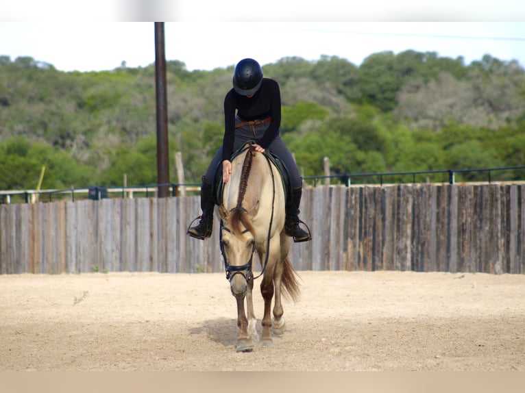 American Paint Horse Castrone 4 Anni Champagne in Killeen
