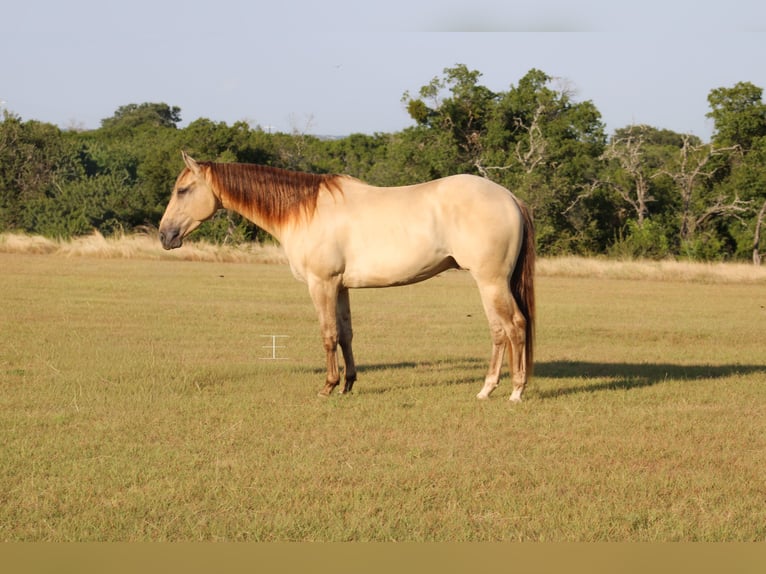 American Paint Horse Castrone 4 Anni Champagne in Killeen