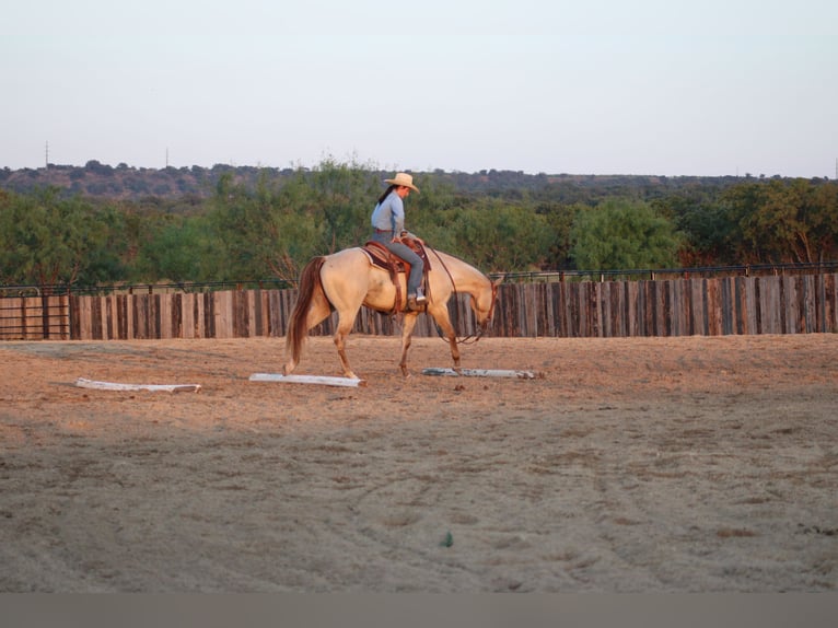 American Paint Horse Castrone 4 Anni Champagne in Killeen