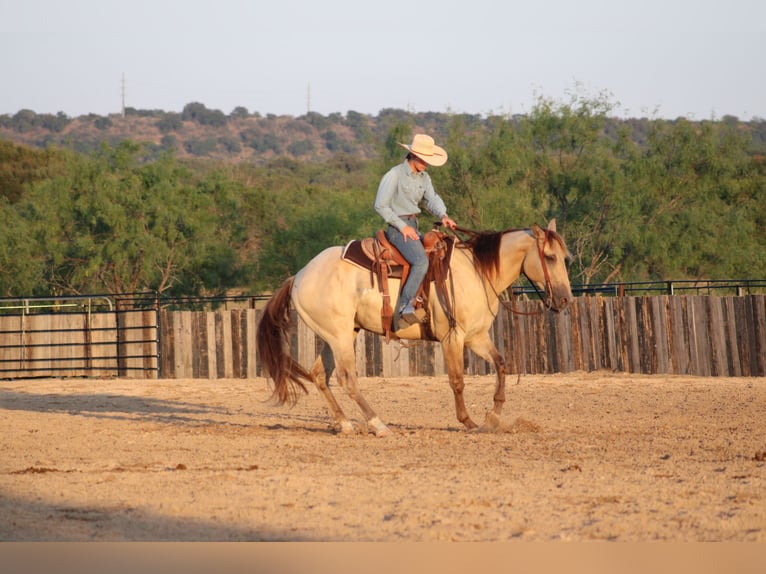 American Paint Horse Castrone 4 Anni Champagne in Killeen