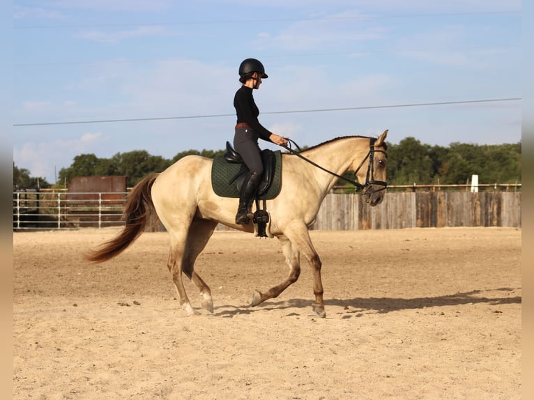 American Paint Horse Castrone 4 Anni Champagne in Killeen