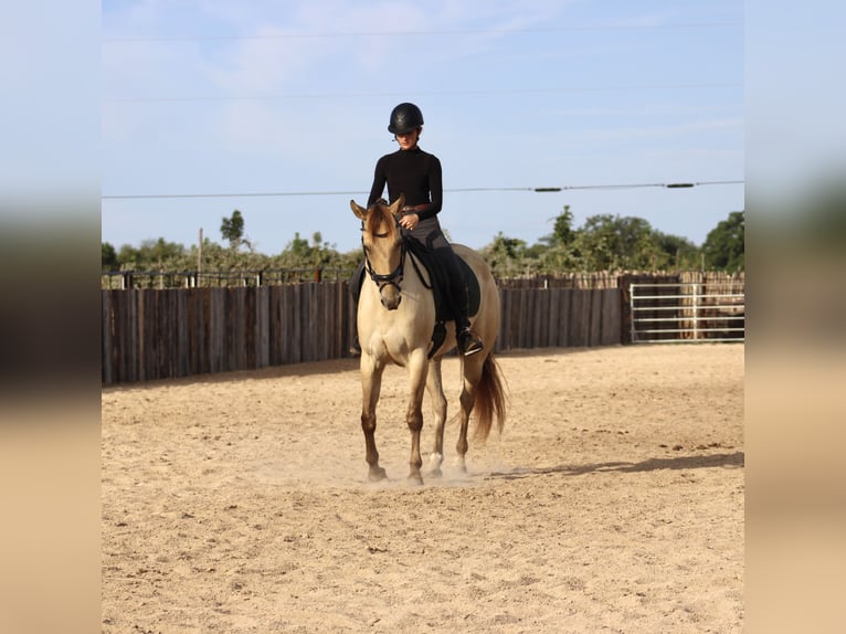 American Paint Horse Castrone 4 Anni Champagne in Killeen