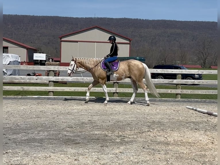 American Paint Horse Castrone 4 Anni Palomino in Grantville, PA