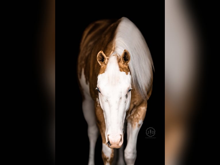 American Paint Horse Castrone 4 Anni Palomino in Grantville, PA