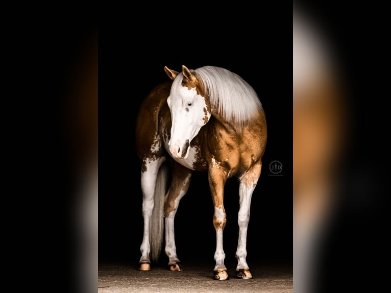 American Paint Horse Castrone 4 Anni Palomino in Grantville, PA