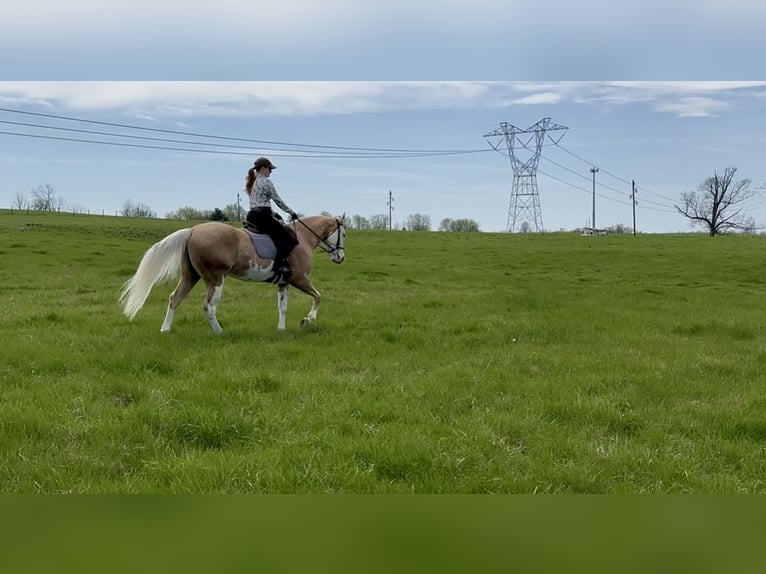 American Paint Horse Castrone 4 Anni Palomino in Grantville, PA