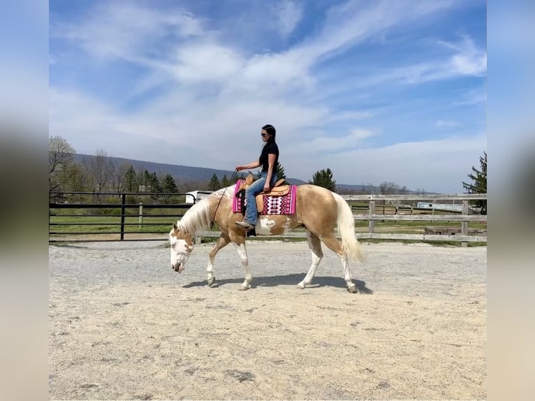 American Paint Horse Castrone 4 Anni Palomino in Grantville, PA