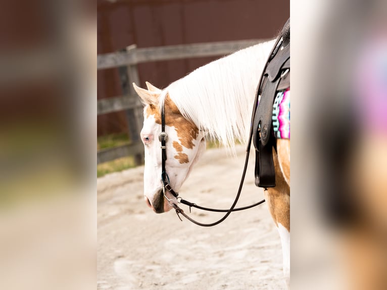 American Paint Horse Castrone 4 Anni Palomino in Grantville, PA