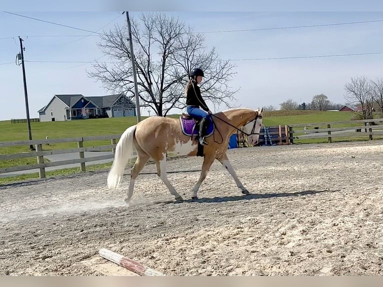 American Paint Horse Castrone 4 Anni Palomino in Grantville, PA