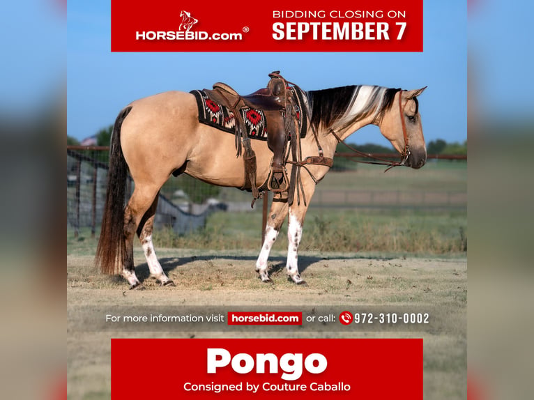 American Paint Horse Castrone 4 Anni Pelle di daino in Fort Worth