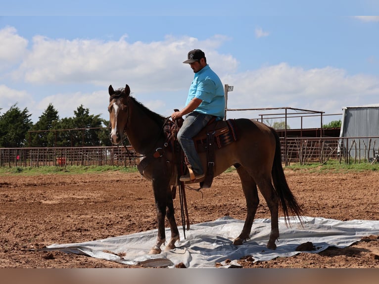 American Paint Horse Castrone 4 Anni Pelle di daino in Ripley