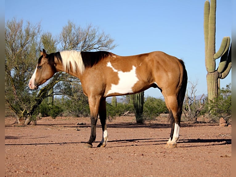 American Paint Horse Castrone 4 Anni Tobiano-tutti i colori in Marana