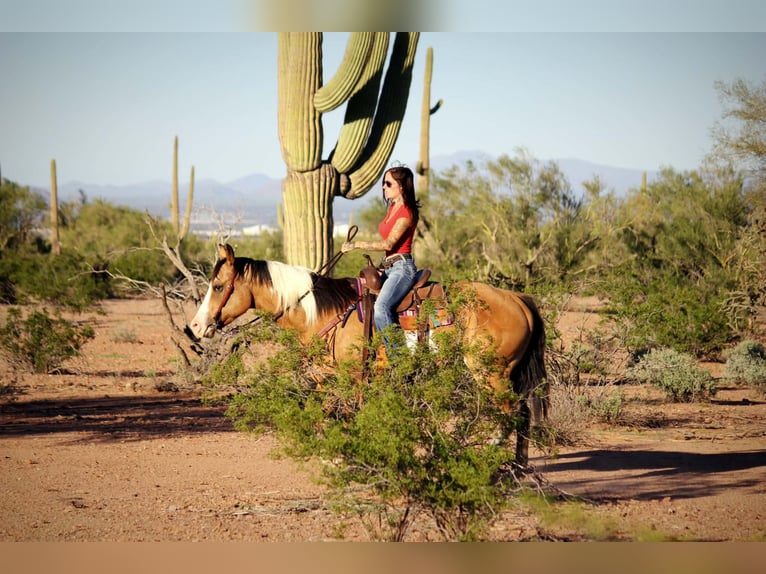 American Paint Horse Castrone 4 Anni Tobiano-tutti i colori in Marana