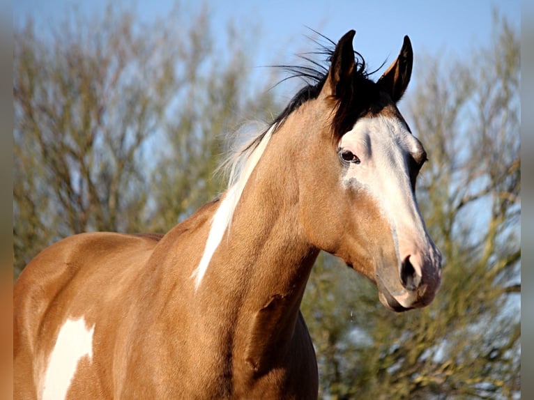 American Paint Horse Castrone 4 Anni Tobiano-tutti i colori in Marana