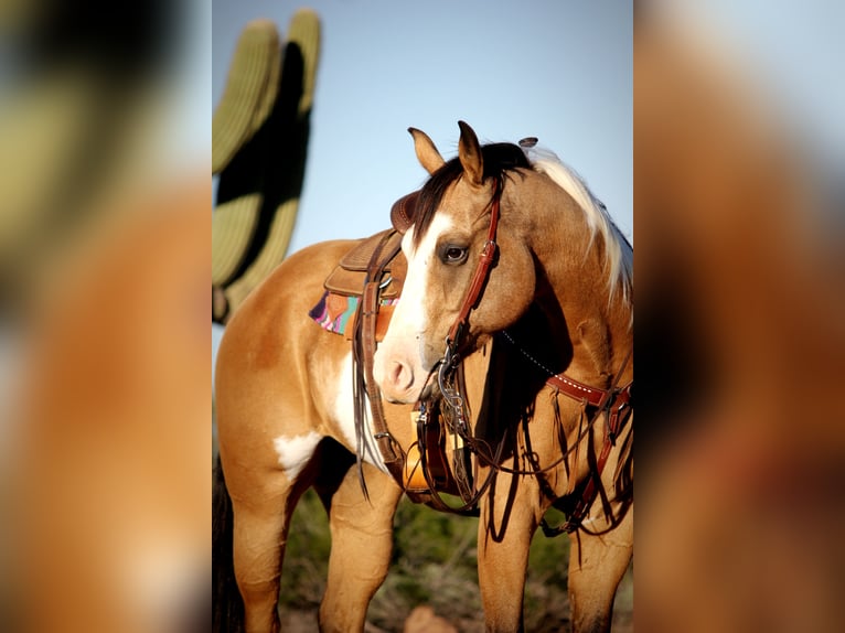 American Paint Horse Castrone 4 Anni Tobiano-tutti i colori in Marana