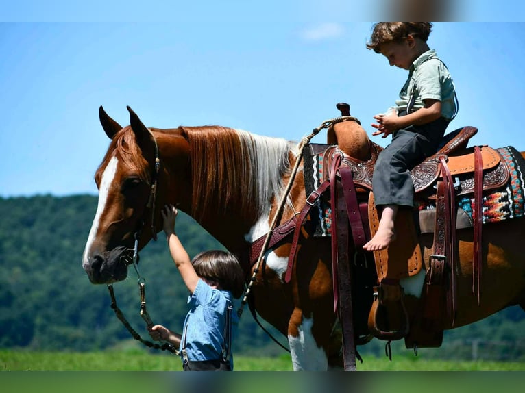 American Paint Horse Castrone 5 Anni 142 cm Pezzato in Rebersburg