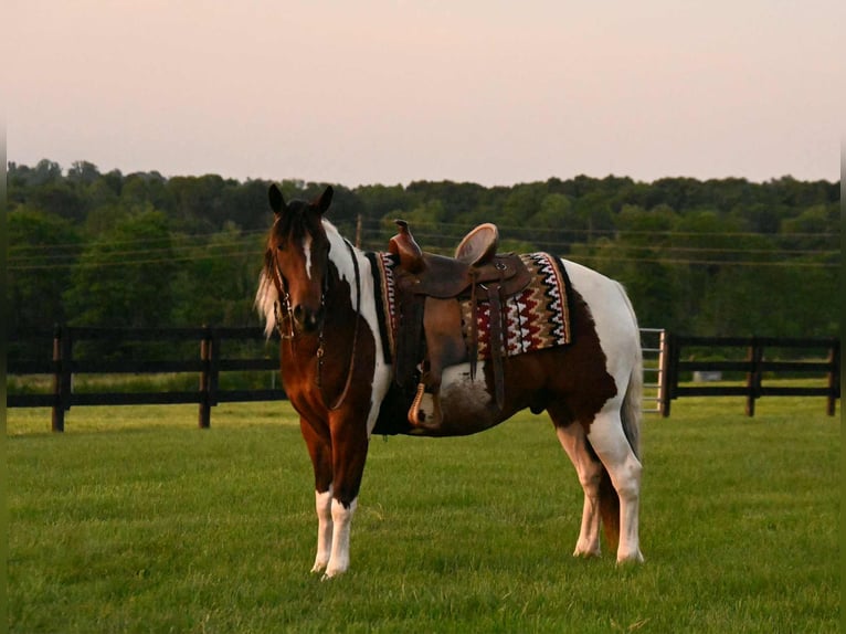 American Paint Horse Castrone 5 Anni 142 cm Tobiano-tutti i colori in Fresno OH