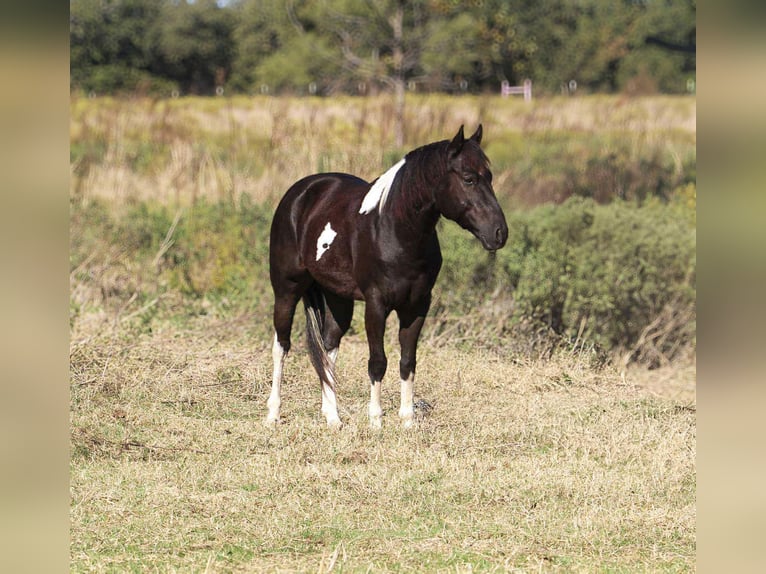 American Paint Horse Castrone 5 Anni 142 cm Tobiano-tutti i colori in Poolville TX