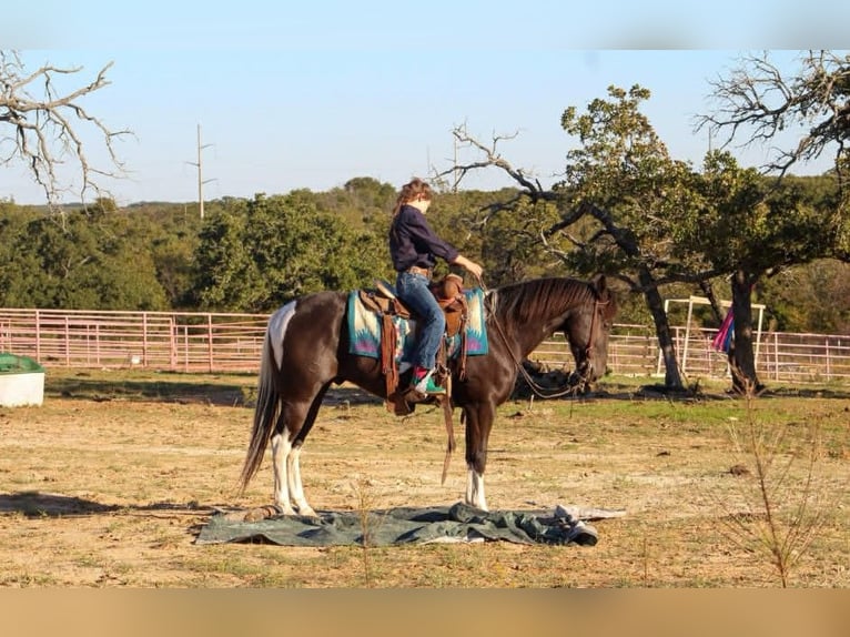 American Paint Horse Castrone 5 Anni 142 cm Tobiano-tutti i colori in Poolville