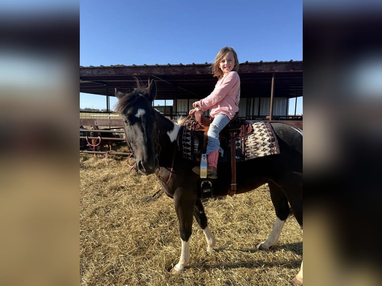 American Paint Horse Castrone 5 Anni 142 cm Tobiano-tutti i colori in Poolville