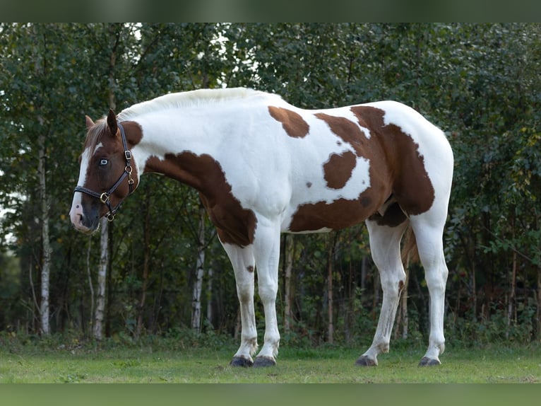 American Paint Horse Castrone 5 Anni 145 cm Pezzato in Sandl