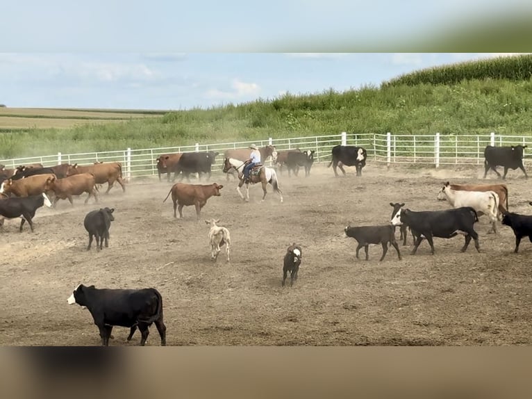 American Paint Horse Castrone 5 Anni 147 cm Falbo in Battle Creek