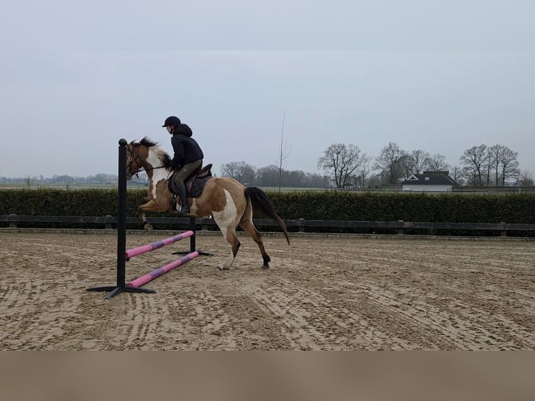 American Paint Horse Mix Castrone 5 Anni 150 cm Overo-tutti i colori in Wageningen