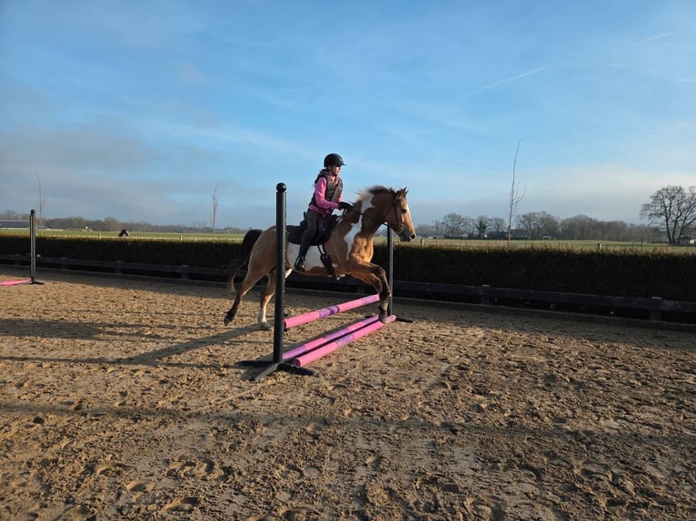American Paint Horse Mix Castrone 5 Anni 150 cm Overo-tutti i colori in Wageningen