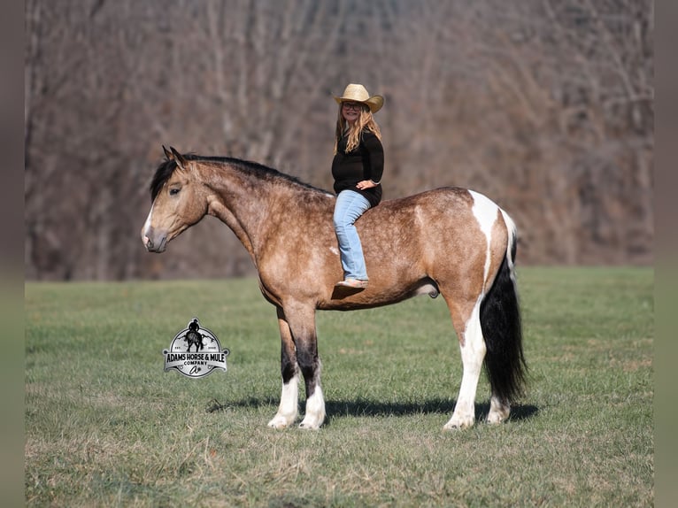American Paint Horse Mix Castrone 5 Anni 150 cm Pezzato in Mount Vernon