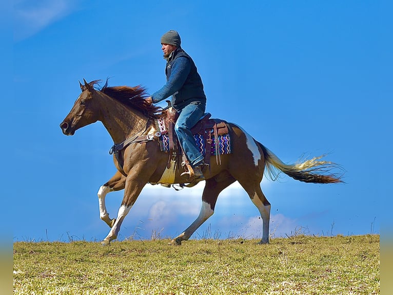 American Paint Horse Castrone 5 Anni 150 cm Pezzato in Fresno