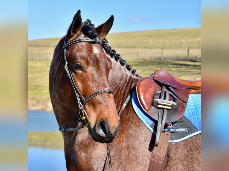 American Paint Horse Castrone 5 Anni 150 cm Pezzato in Fresno