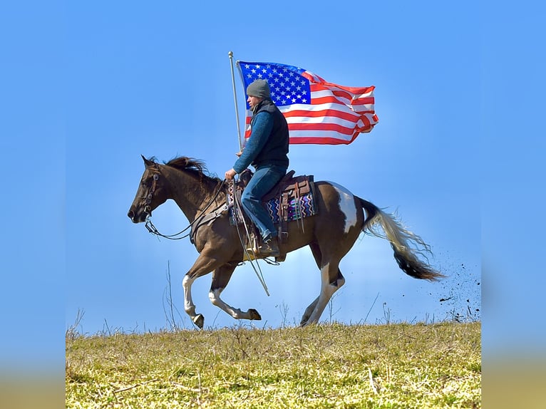 American Paint Horse Castrone 5 Anni 150 cm Pezzato in Fresno