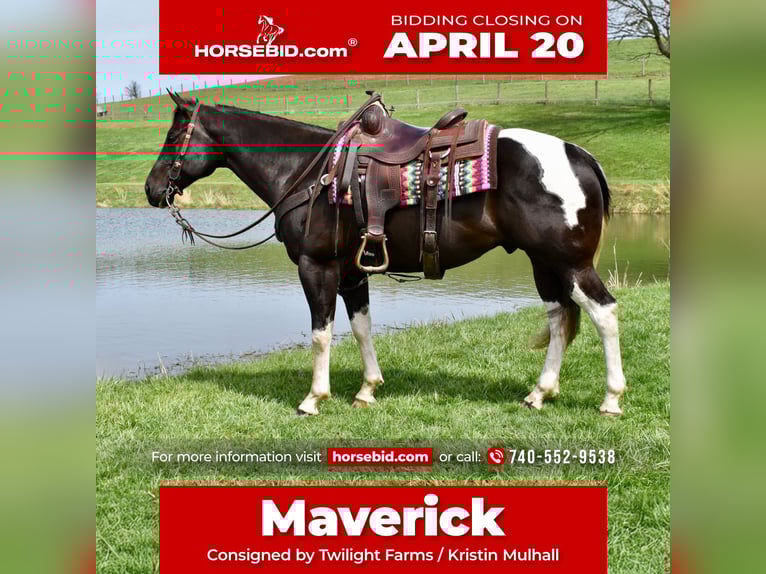 American Paint Horse Castrone 5 Anni 150 cm Pezzato in Fresno