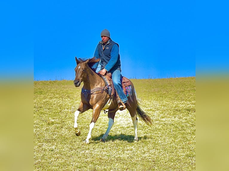 American Paint Horse Castrone 5 Anni 150 cm Pezzato in Fresno