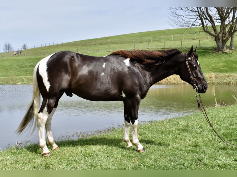 American Paint Horse Castrone 5 Anni 150 cm Pezzato in Fresno