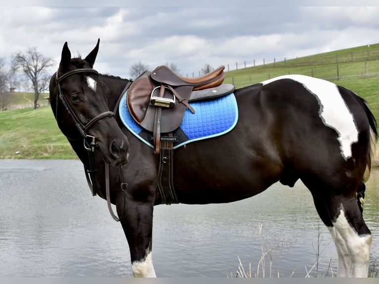 American Paint Horse Castrone 5 Anni 150 cm Pezzato in Fresno