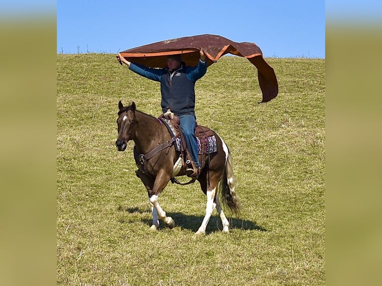 American Paint Horse Castrone 5 Anni 150 cm Pezzato in Fresno