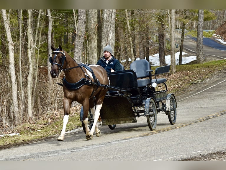 American Paint Horse Castrone 5 Anni 150 cm Pezzato in Fresno