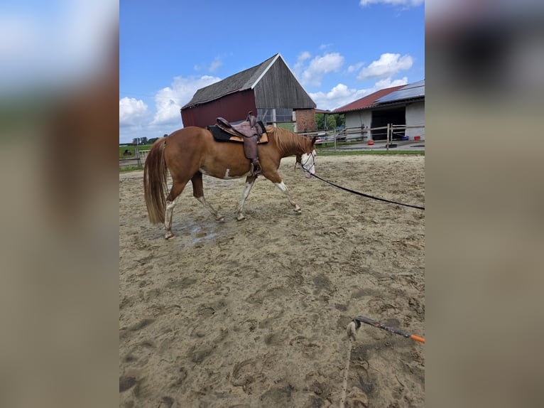 American Paint Horse Mix Castrone 5 Anni 151 cm Overo-tutti i colori in Raesfeld