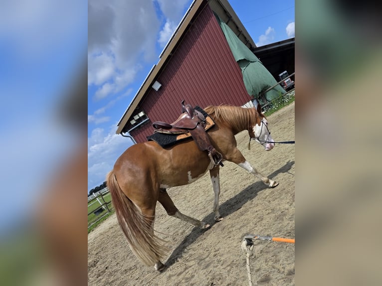 American Paint Horse Mix Castrone 5 Anni 151 cm Overo-tutti i colori in Raesfeld