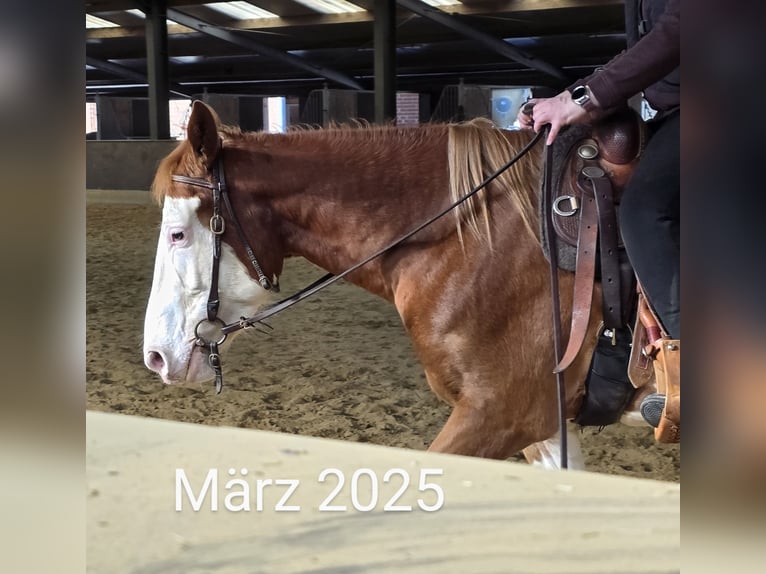 American Paint Horse Mix Castrone 5 Anni 151 cm Overo-tutti i colori in Raesfeld