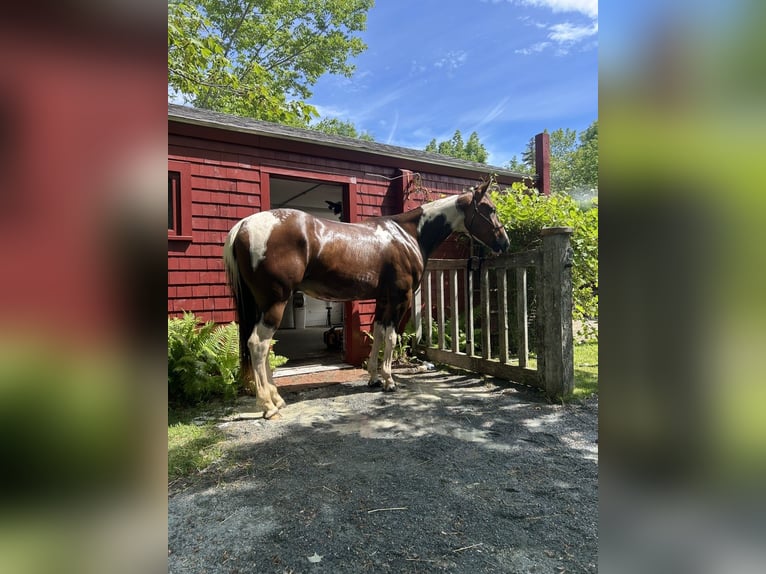 American Paint Horse Castrone 5 Anni 152 cm Baio in Maine