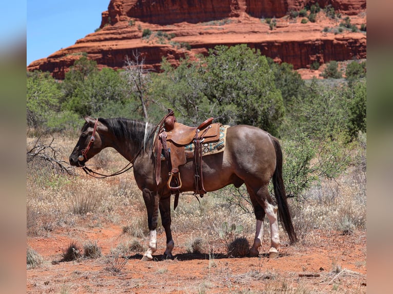 American Paint Horse Castrone 5 Anni 152 cm Grullo in Camp Verde