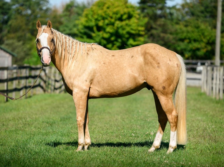 American Paint Horse Castrone 5 Anni 152 cm Palomino in Narvon