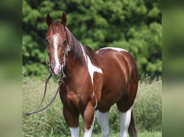 American Paint Horse Castrone 5 Anni 152 cm Sauro scuro in Level Green KY