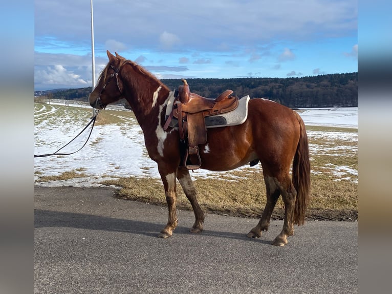 American Paint Horse Mix Castrone 5 Anni 153 cm Pezzato in Deuerling
