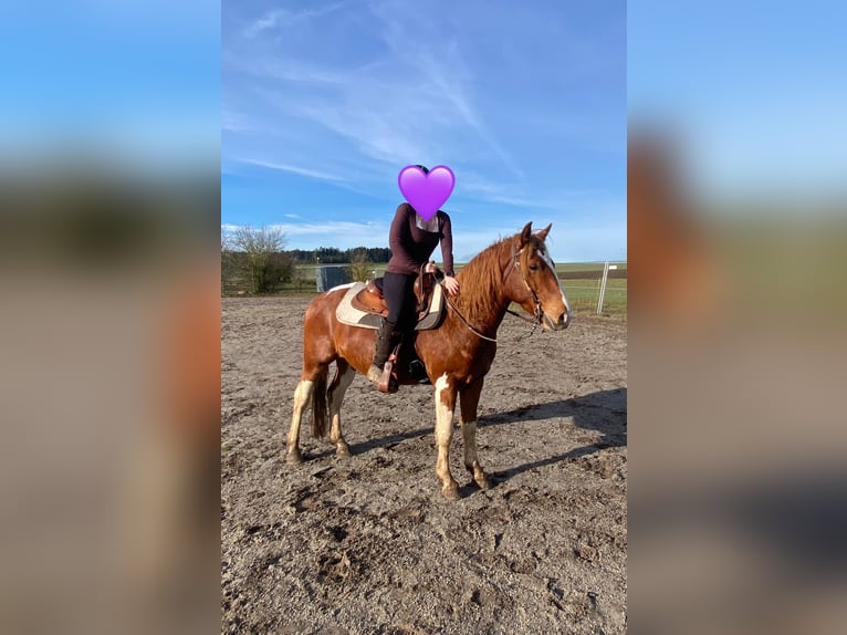 American Paint Horse Mix Castrone 5 Anni 153 cm Pezzato in Deuerling