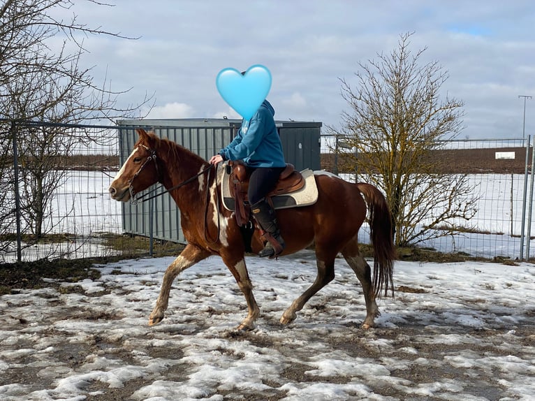 American Paint Horse Mix Castrone 5 Anni 153 cm Pezzato in Deuerling