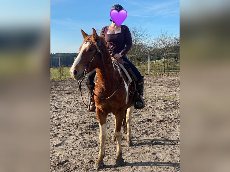 American Paint Horse Mix Castrone 5 Anni 153 cm Pezzato in Deuerling